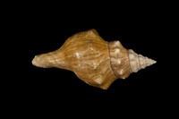 藏品(赤旋螺)的圖片